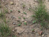 BB-dicots-03.jpg