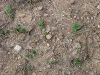 BB-dicots-04.jpg