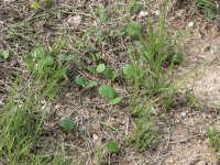 BB-dicots-05.jpg