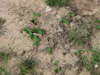 BB-dicots-06.jpg