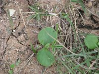 BB-dicots-09.jpg