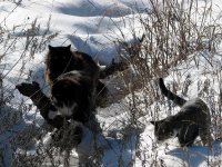Snow-Kitty-04.jpg