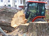 Sugar Maple 009.jpg