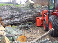 Sugar Maple 008.jpg