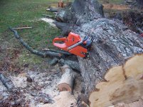 Sugar Maple 003.jpg