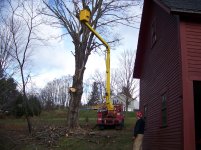 Maple Tree 137.jpg