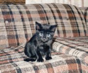 spook kitten1 (919 x 763).jpg