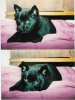 247247-Rosie.jpg