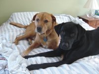 337308-boo_and_willy_on_bed_small.jpg