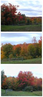 35-76547-foliage.jpg