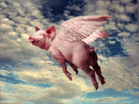 247493-flypig3.gif