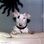 247548-Baddog.jpg