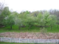 35-145838-orchard2.jpg