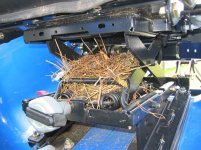 296860-Bird Nest2.JPG