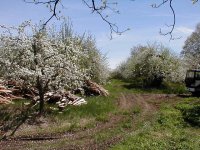 35-145902-applerows.jpg