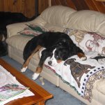 297148-Jen couch.JPG