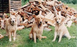 10-157188-3dogs.jpg