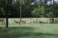 Deer_080109_0115.JPG