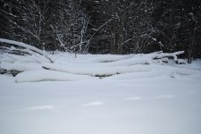 trees.JPG