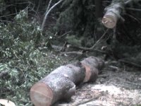 wood3.JPG