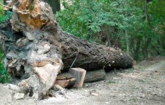 Big_Tree_3a.jpg