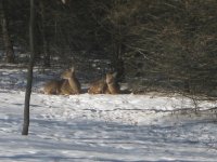 IMG_0002_1.jpg