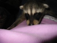 Raccoon_006.jpg