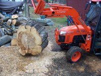 Sugar Maple 006.jpg