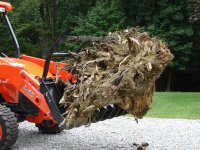 Stump 5.JPG