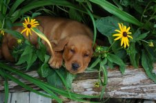 Puppy.JPG