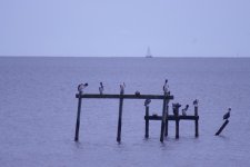 IMGP0953.JPG