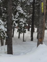 Snow Cow 10-30-2009.jpg