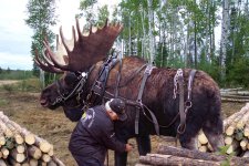 700_moose_in_harness.jpg