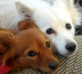 Darlin & Sophie.jpg