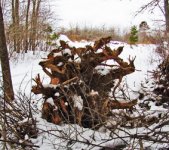 Stump_edited-1.jpg