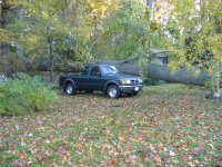 fallen oak 001 (Medium).jpg