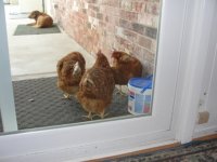 Chicks watching me 001.JPG