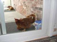 Chicks watching me 002.JPG