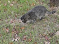 gray2:gopher.jpg