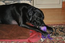 jan 2010 035.jpg