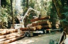 logging.jpg