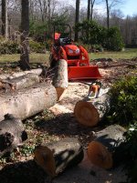 BirchTree Removal 1.jpg