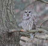 DSC_0977v2.jpg