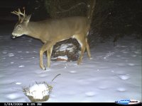deer again 007.jpg