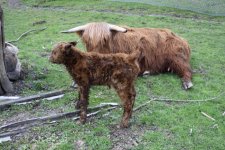 Calf_001.JPG