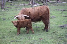 Tora's calf_010.JPG