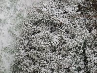 DSCF1916 [Ré§¸olution de l'é¦—ran].JPG