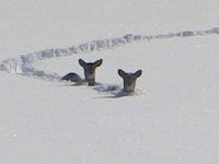 Deer Control.jpg