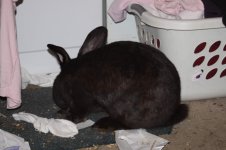 Licorice_003.jpg