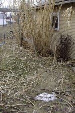 297835-bamboo3.JPG